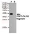 Oligodendrocyte Transcription Factor 2 antibody, TA347014, Origene, Western Blot image 