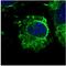 Calnexin antibody, orb11598, Biorbyt, Immunofluorescence image 