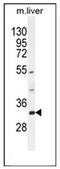 Family With Sequence Similarity 78 Member B antibody, AP51597PU-N, Origene, Western Blot image 