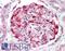 OB-cadherin antibody, LS-B2308, Lifespan Biosciences, Immunohistochemistry paraffin image 