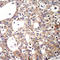 ShcA antibody, LS-C335920, Lifespan Biosciences, Immunohistochemistry paraffin image 