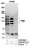 Peroxisome biogenesis factor 1 antibody, A305-387A, Bethyl Labs, Immunoprecipitation image 