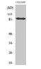 Cadherin 9 antibody, A12410-3, Boster Biological Technology, Western Blot image 