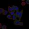 ATP Binding Cassette Subfamily B Member 5 antibody, GTX60661, GeneTex, Immunocytochemistry image 