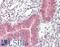 VPS16 Core Subunit Of CORVET And HOPS Complexes antibody, LS-B12243, Lifespan Biosciences, Immunohistochemistry paraffin image 