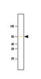 Histone-lysine N-methyltransferase SETD7 antibody, SM6006S, Origene, Western Blot image 