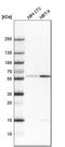 LEM Domain Containing 2 antibody, HPA017340, Atlas Antibodies, Western Blot image 