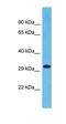 Olfactory Receptor Family 1 Subfamily L Member 4 antibody, orb327042, Biorbyt, Western Blot image 
