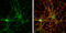 N-Ethylmaleimide Sensitive Factor, Vesicle Fusing ATPase antibody, GTX110275, GeneTex, Immunofluorescence image 