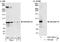 Rho Guanine Nucleotide Exchange Factor 16 antibody, A301-961A, Bethyl Labs, Immunoprecipitation image 