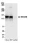 Protein transport protein Sec24B antibody, A304-877A, Bethyl Labs, Western Blot image 
