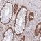 LKAAEAR Motif Containing 1 antibody, NBP2-49228, Novus Biologicals, Immunohistochemistry frozen image 