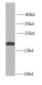 Insulin Like Growth Factor Binding Protein 4 antibody, FNab04179, FineTest, Western Blot image 