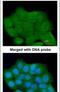 Leucine Rich Repeats And Guanylate Kinase Domain Containing antibody, PA5-29413, Invitrogen Antibodies, Immunofluorescence image 