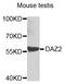Deleted In Azoospermia 2 antibody, STJ29737, St John