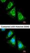 CKLF Like MARVEL Transmembrane Domain Containing 5 antibody, orb69843, Biorbyt, Immunofluorescence image 