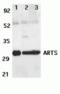 Septin-4 antibody, TA306101, Origene, Western Blot image 