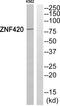 Zinc Finger Protein 420 antibody, PA5-39543, Invitrogen Antibodies, Western Blot image 