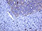 Ras Homolog Family Member J antibody, LS-C337891, Lifespan Biosciences, Immunohistochemistry frozen image 