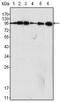 Dynamin-I antibody, AM06123SU-N, Origene, Western Blot image 