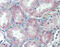 Very long-chain acyl-CoA synthetase antibody, ARP43855_P050, Aviva Systems Biology, Immunohistochemistry paraffin image 