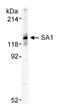 Stromal Antigen 1 antibody, NB100-298, Novus Biologicals, Western Blot image 