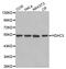Histone Deacetylase 3 antibody, abx123261, Abbexa, Western Blot image 