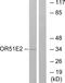 Olfactory Receptor Family 51 Subfamily E Member 2 antibody, GTX87083, GeneTex, Western Blot image 