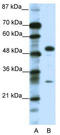 Glial Cells Missing Transcription Factor 1 antibody, TA330094, Origene, Western Blot image 
