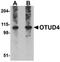Cone-Rod Homeobox antibody, orb7145, Biorbyt, Western Blot image 