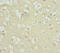 Acyl-CoA Synthetase Long Chain Family Member 6 antibody, orb40961, Biorbyt, Immunohistochemistry paraffin image 