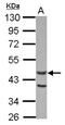 Actin-like protein 7A antibody, NBP2-15270, Novus Biologicals, Western Blot image 