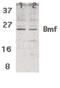 Bcl2 Modifying Factor antibody, PA5-20003, Invitrogen Antibodies, Western Blot image 
