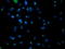 Phosphoglycerate Mutase 2 antibody, TA503408, Origene, Immunofluorescence image 