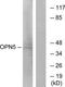 OPN5 antibody, TA316252, Origene, Western Blot image 
