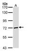 Deleted In Azoospermia 2 antibody, orb74261, Biorbyt, Western Blot image 