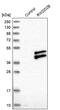 RWD Domain Containing 2B antibody, PA5-53778, Invitrogen Antibodies, Western Blot image 