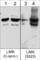 LIM domain kinase 1 antibody, LP2431, ECM Biosciences, Western Blot image 