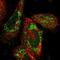 Translocase Of Inner Mitochondrial Membrane 29 antibody, HPA041858, Atlas Antibodies, Immunofluorescence image 
