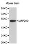 Mitogen-Activated Protein Kinase Kinase 2 antibody, A0253, ABclonal Technology, Western Blot image 