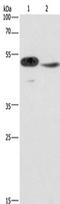 Interferon Regulatory Factor 9 antibody, TA349363, Origene, Western Blot image 