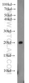 Homeobox protein MIXL1 antibody, 22772-1-AP, Proteintech Group, Western Blot image 