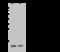 Caga antibody, 11138-R203, Sino Biological, Western Blot image 