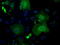 Guanylate Binding Protein 2 antibody, TA500660, Origene, Immunofluorescence image 