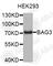 BCL2 Associated Athanogene 3 antibody, A7417, ABclonal Technology, Western Blot image 