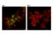 Paired Box 6 antibody, 60433S, Cell Signaling Technology, Immunofluorescence image 