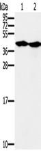 Mortality factor 4-like protein 1 antibody, TA351647, Origene, Western Blot image 