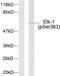 ETS domain-containing protein Elk-1 antibody, LS-C198914, Lifespan Biosciences, Western Blot image 