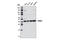 AHSA1 antibody, 12841S, Cell Signaling Technology, Western Blot image 