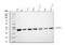 Lactate Dehydrogenase A antibody, PB10075, Boster Biological Technology, Western Blot image 
